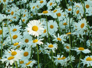 Daisie, photo by Ron Nicolls