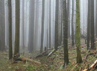 East Tiger fog, image by Ron Nicolls