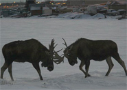 Moose, photo by Ron Nicolls