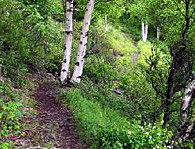 Turnagain Trail, photo by Ron Nicholl